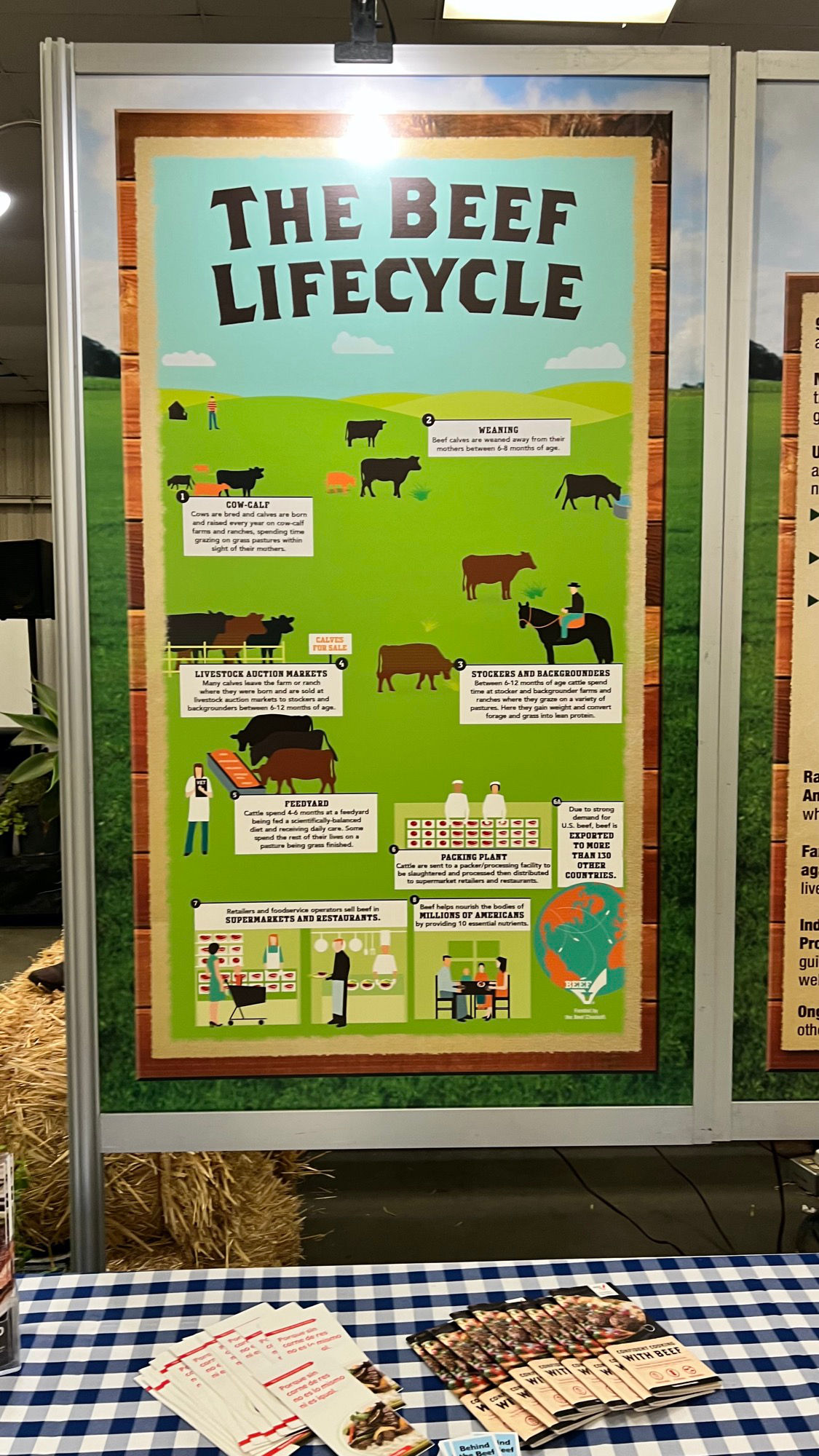 VC Cattlemen's Association The Beef Lifecycle