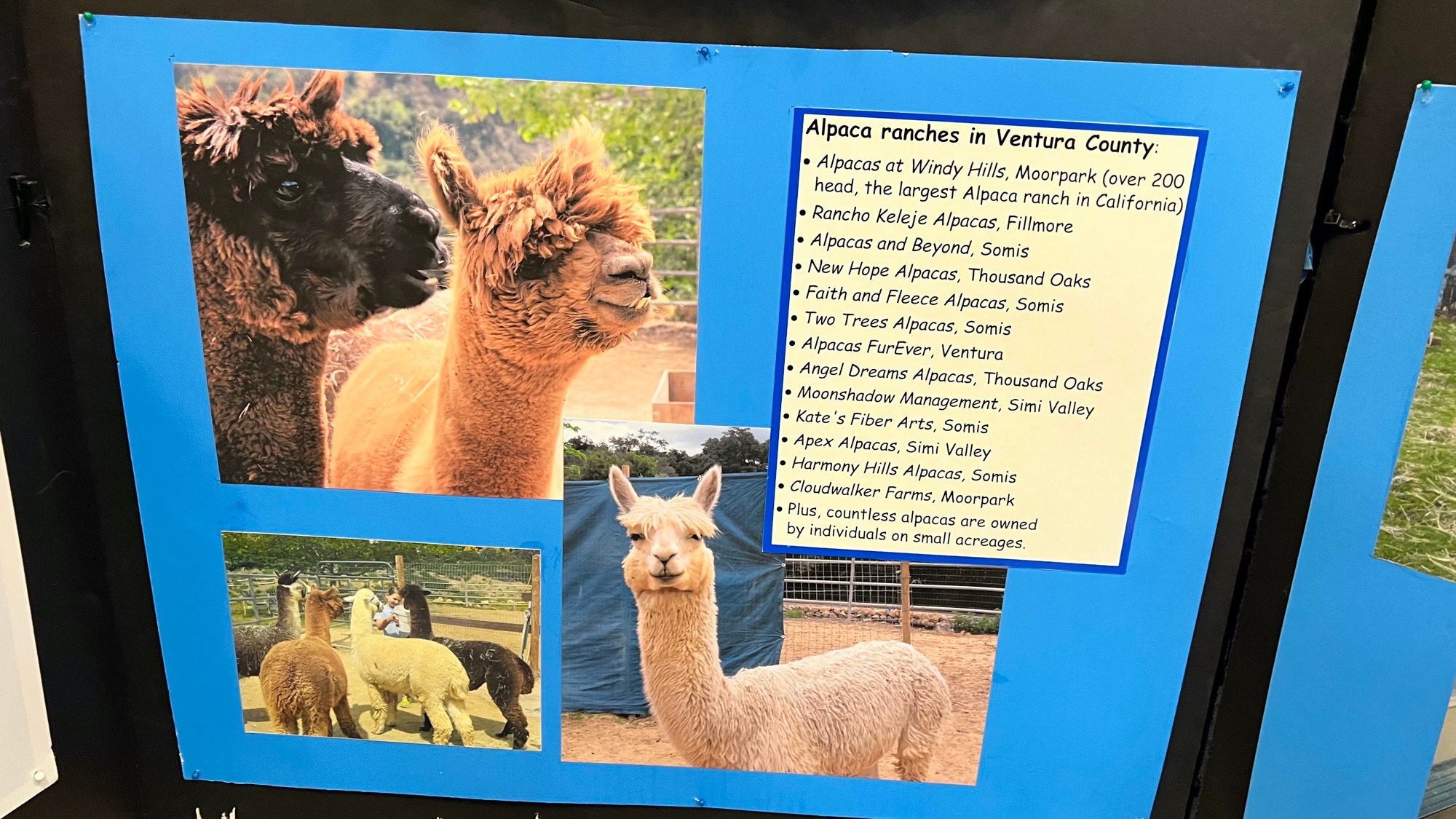 VC Handweavers and Spinners Guild Alpaca Ranches in Ventura County