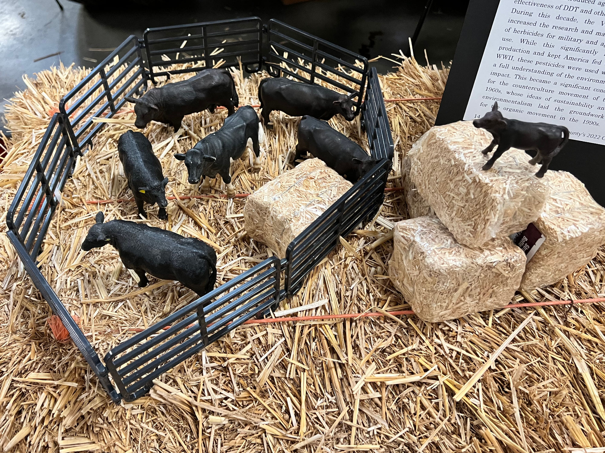 Cattle Model Ventura Agriculture Cattle Model