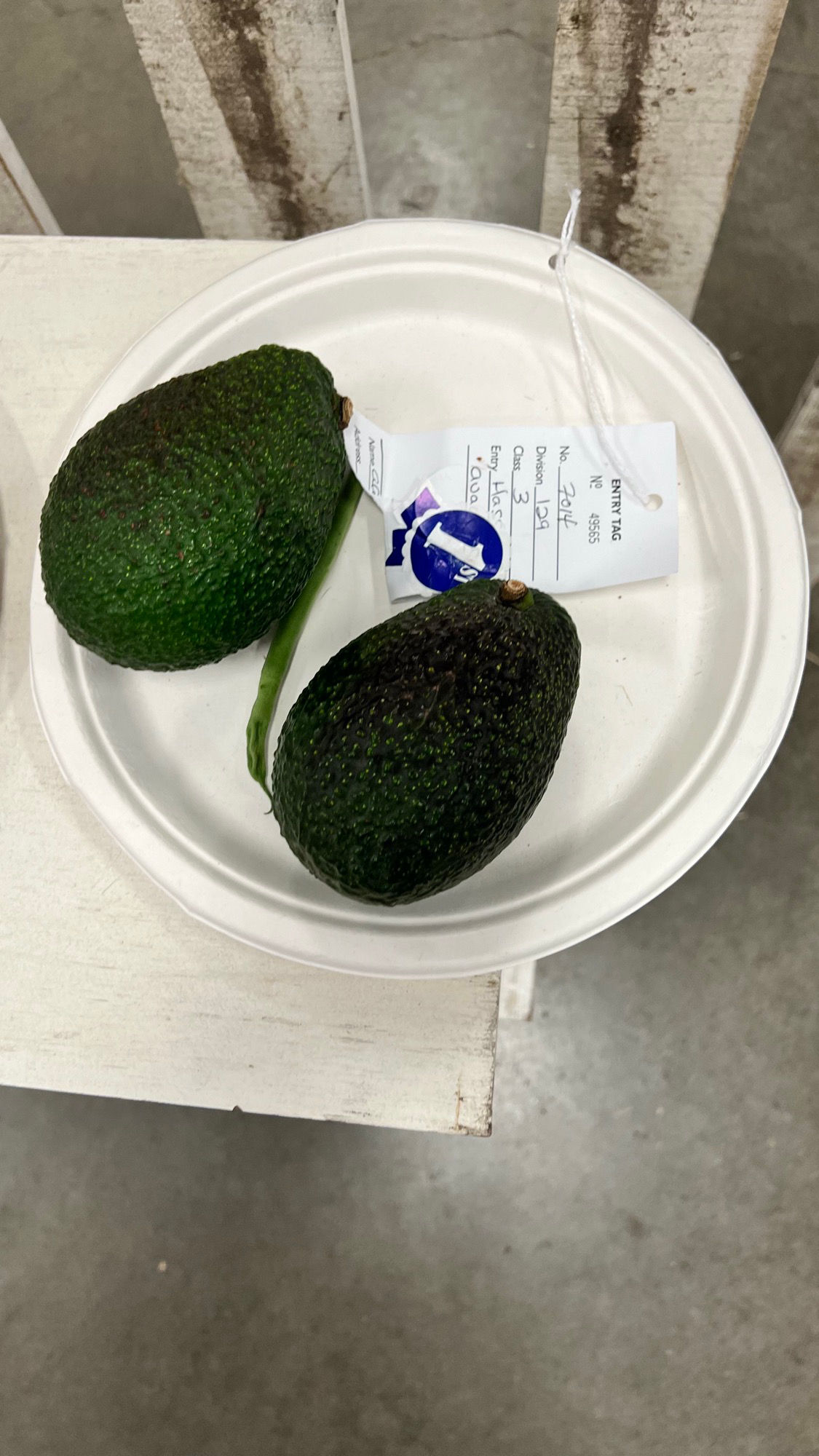 Ventura County Fair Avocados Hass 1st Place