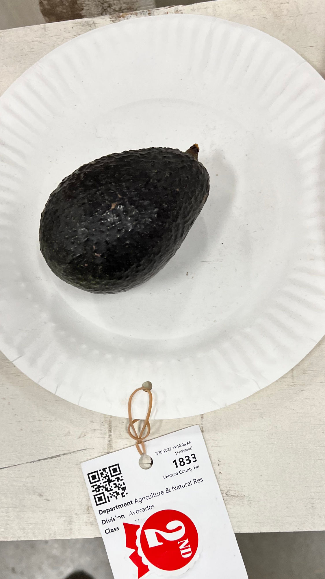 Ventura County Fair Avocados 2nd Place