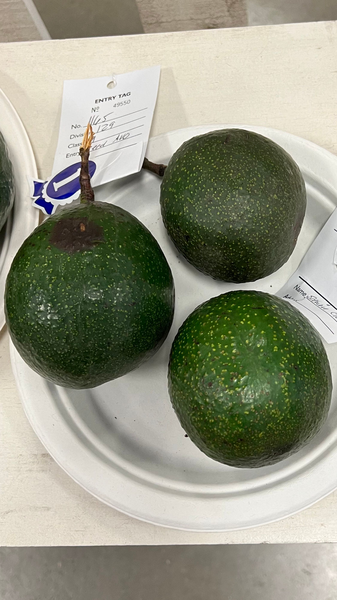 Ventura County Fair Avocados Reed 1st Place