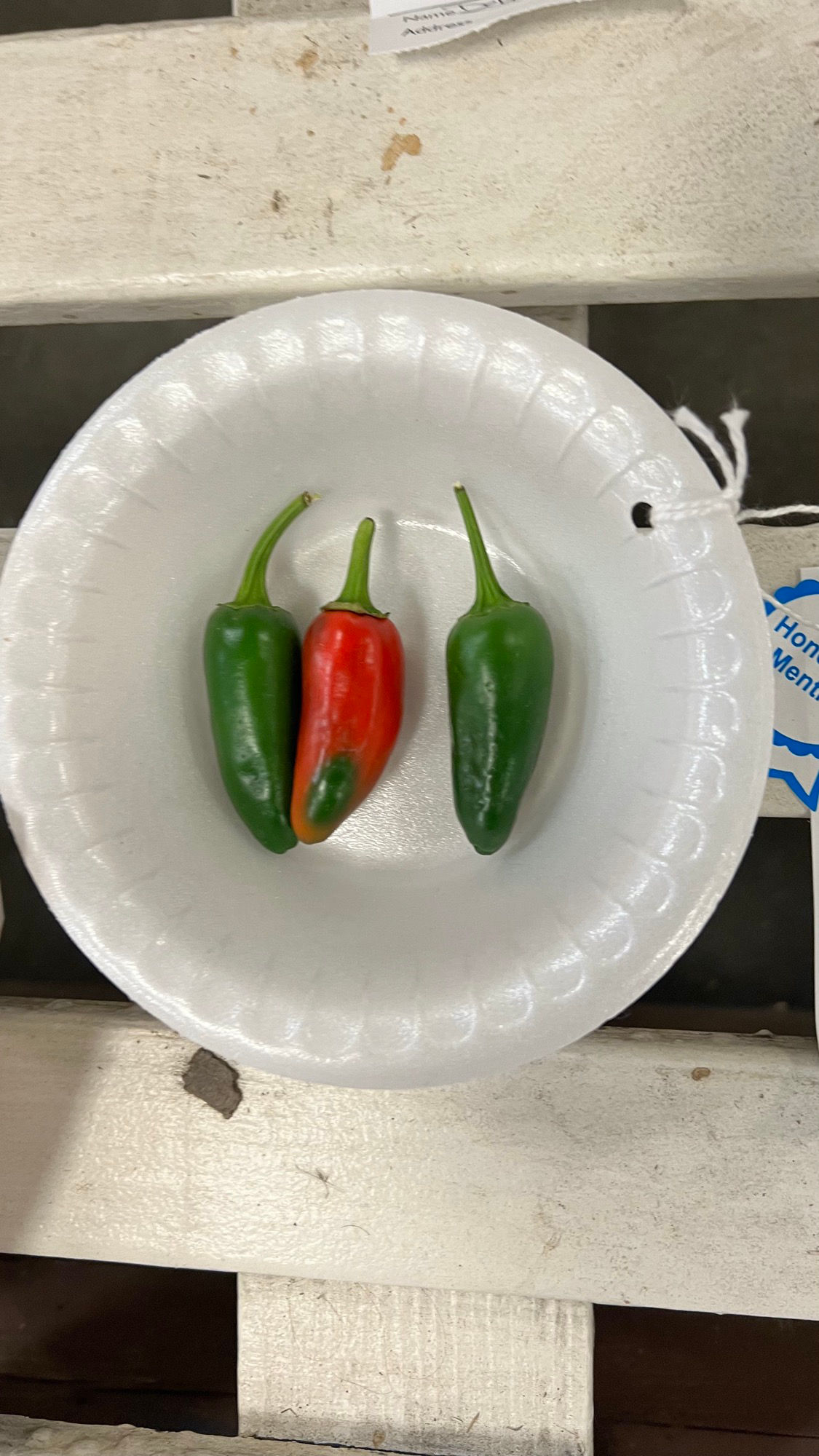 Ventura County Fair Chile Peppers Honorable Mention