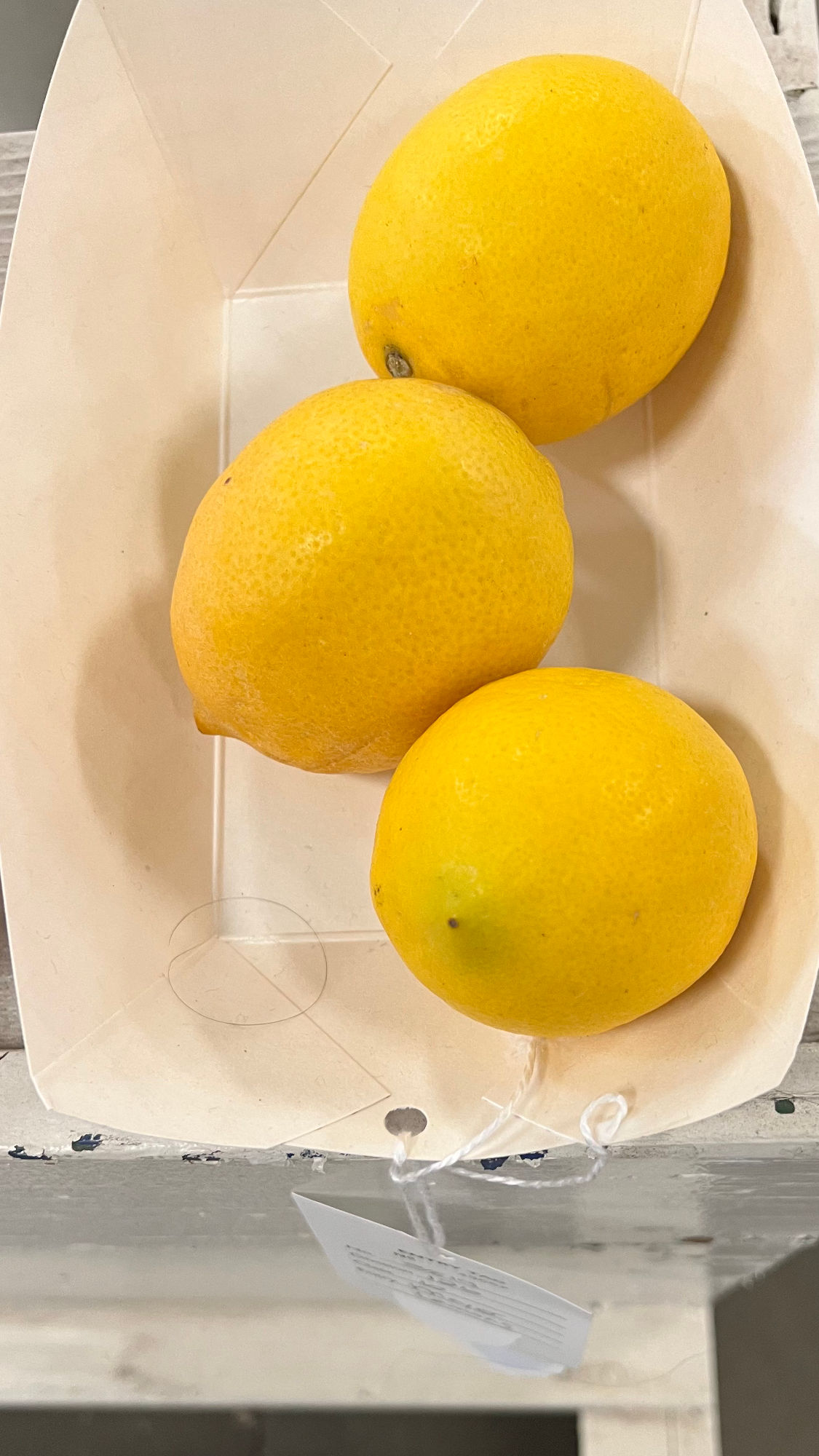 Ventura County Fair Citrus Fruits Lemons