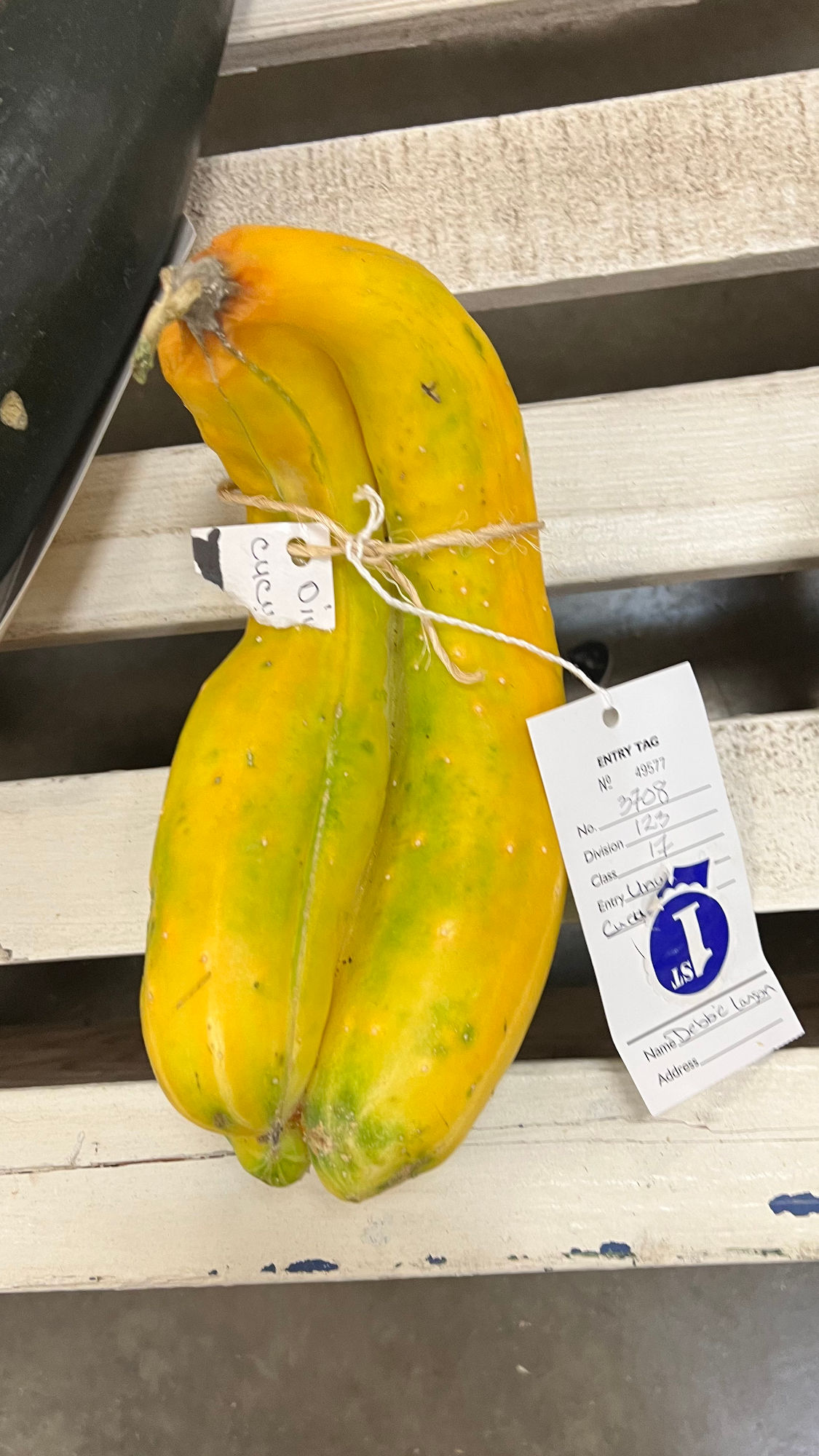 Ventura County Fair Cucumber Funny Shape 1st Place