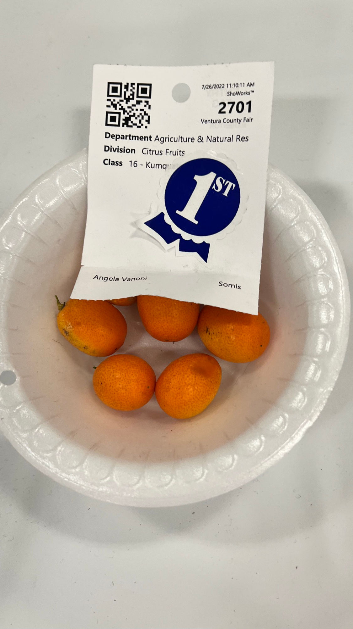 Ventura County Fair Kumquats 1st Place