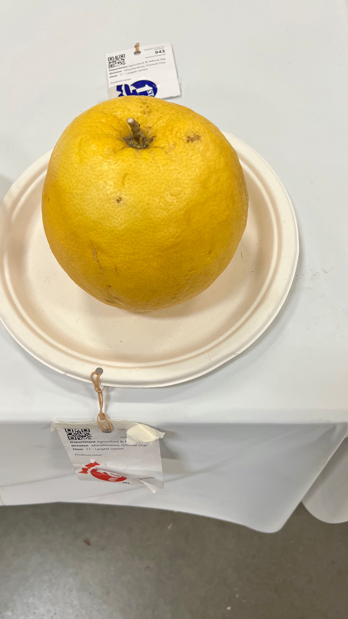 Ventura County Fair Largest Lemon
