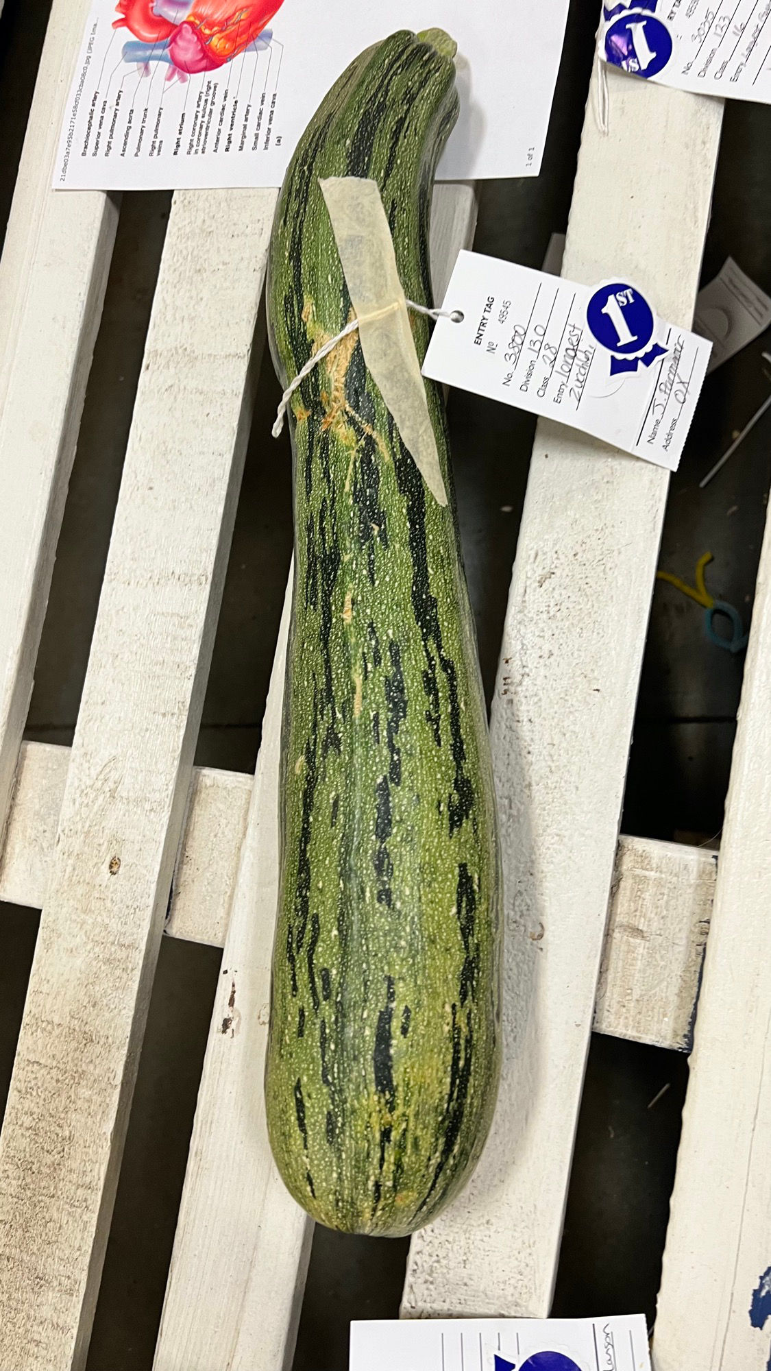 Ventura County Fair Longest Zucchini 1st Place