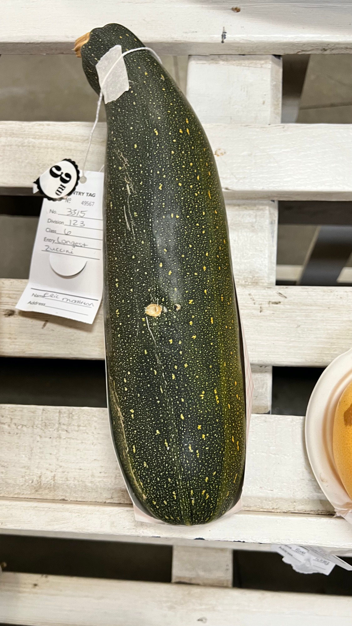 Ventura County Fair Longest Zucchini 3rd Place