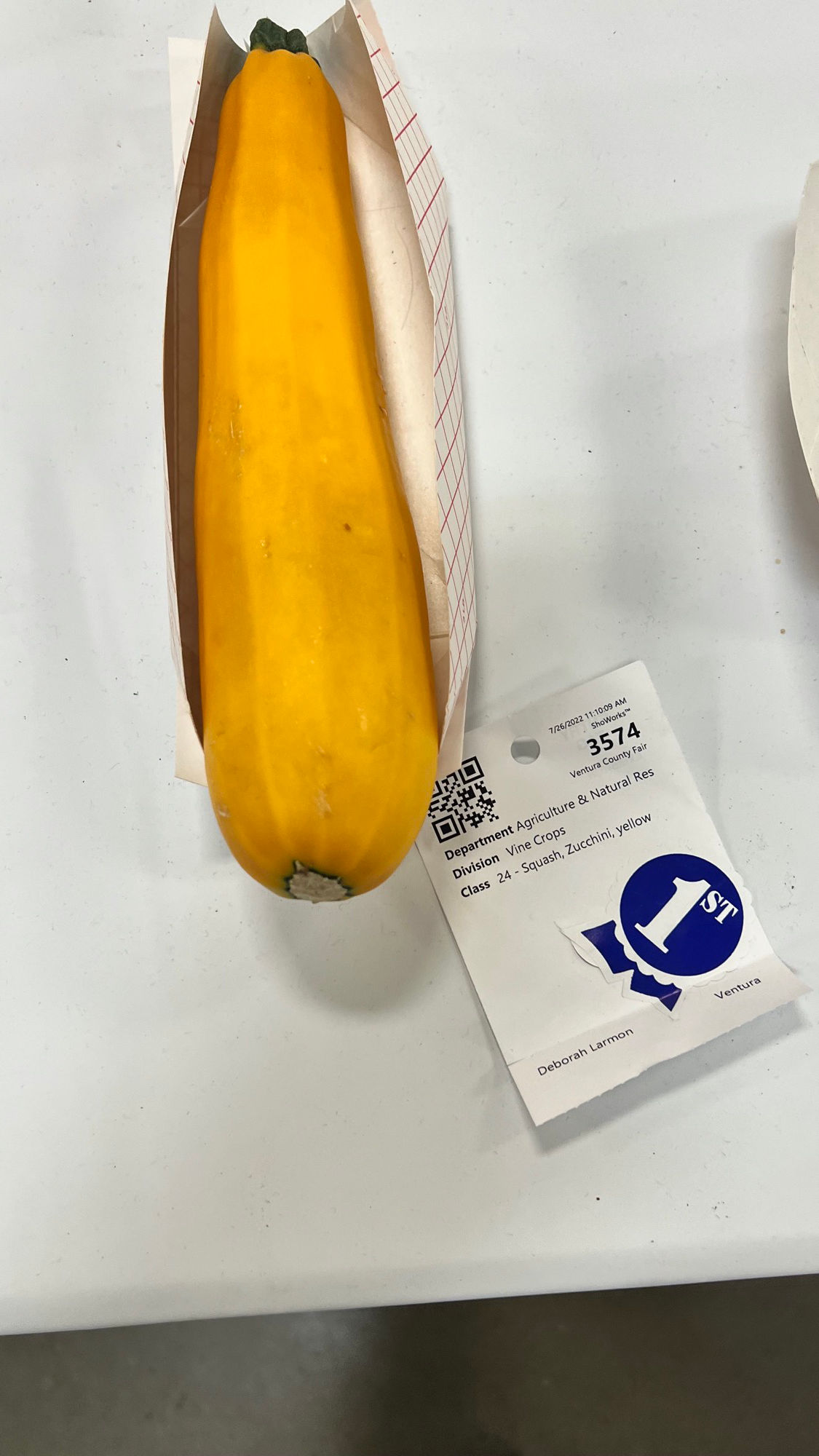 Ventura County Fair Squash Zucchini Yellow 1st Place