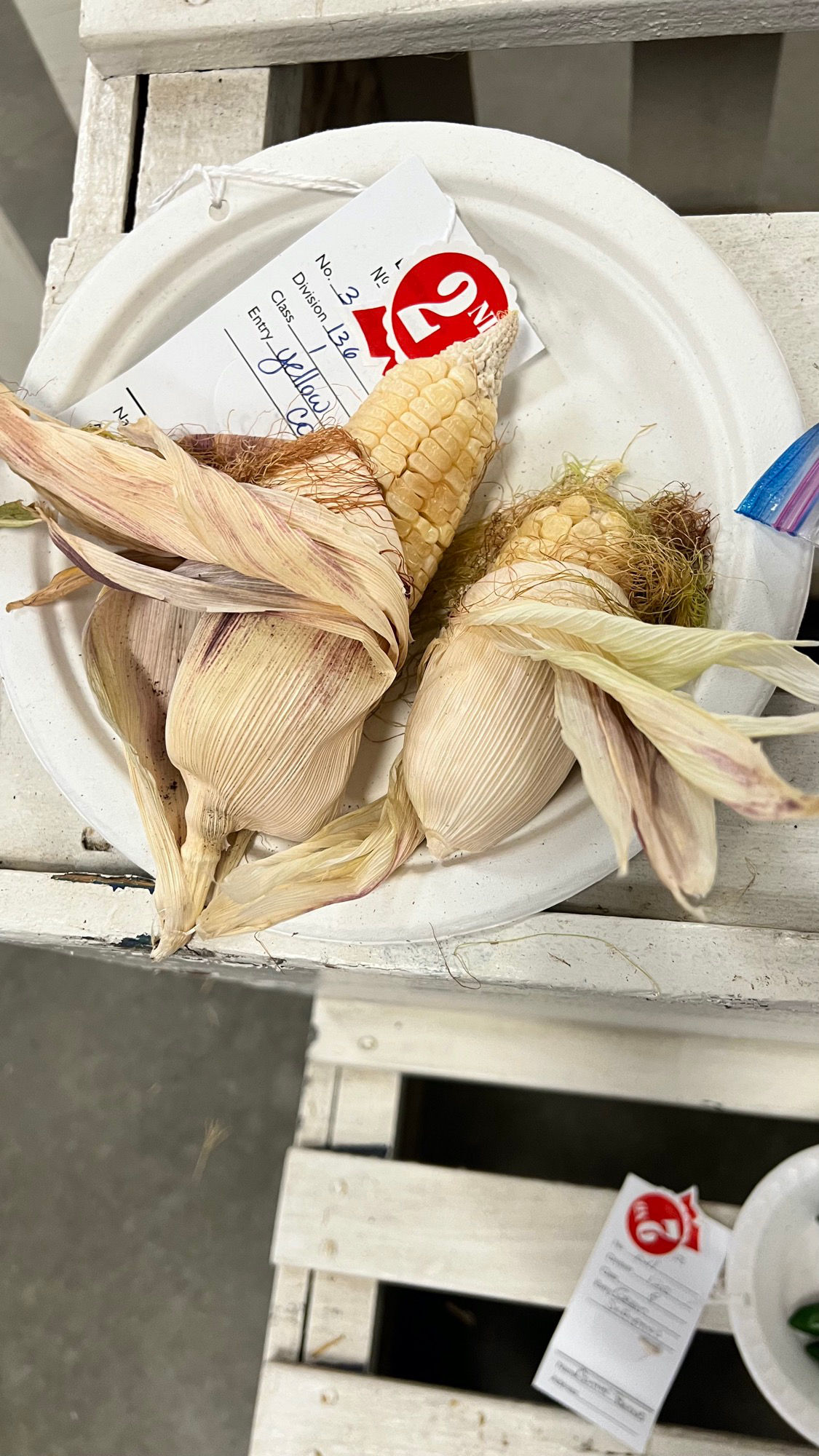 Ventura County Fair Yellow Corn 2nd Place