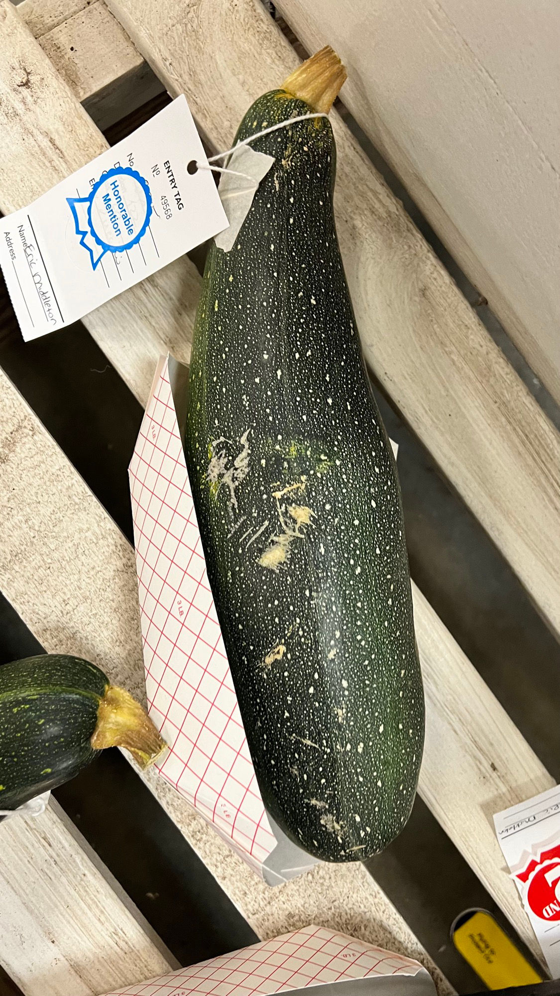 Ventura County Fair Zucchini Honorable Mention