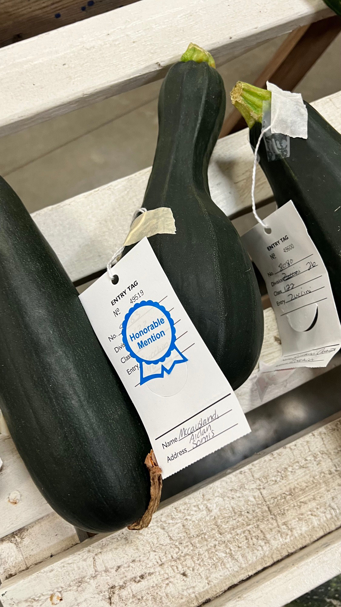 Ventura County Fair Zucchini Honorable Mention