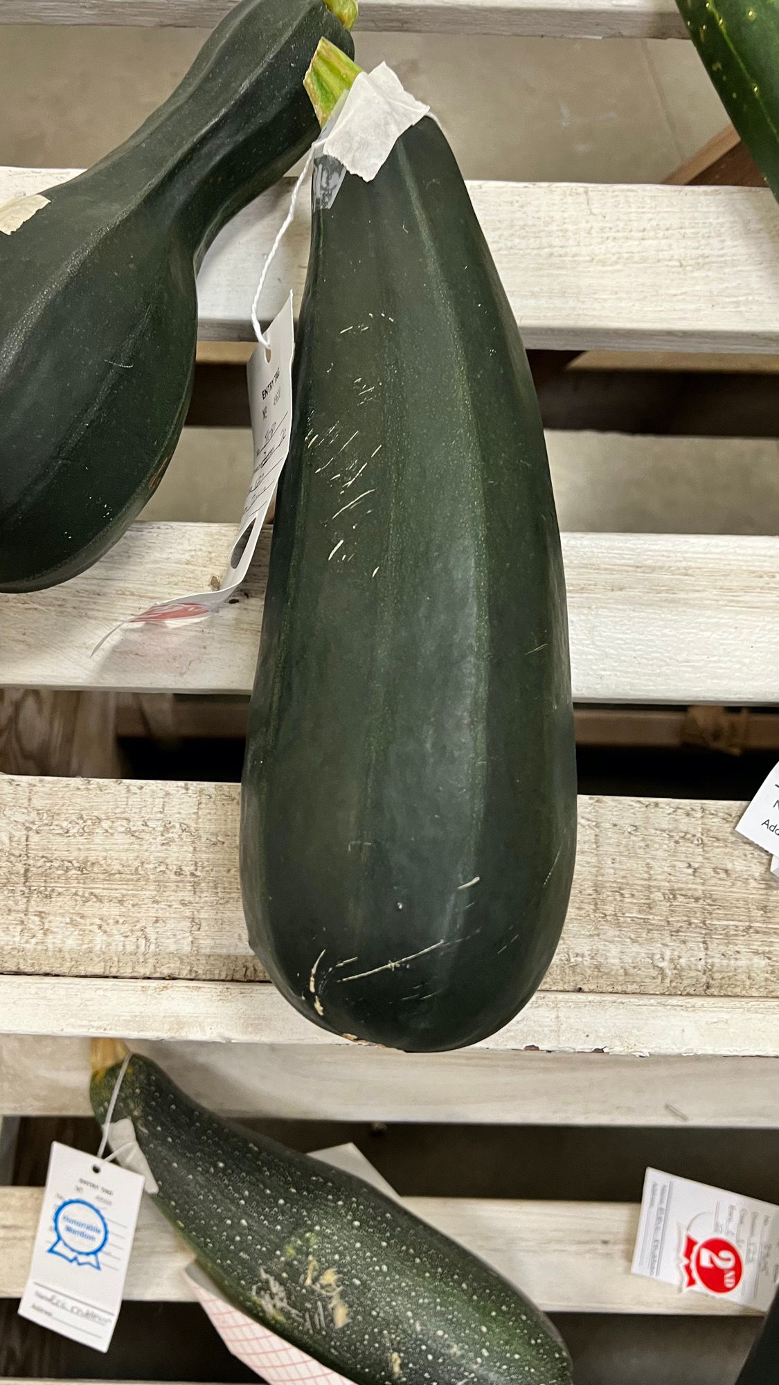 Ventura County Fair Zucchini 2nd Place