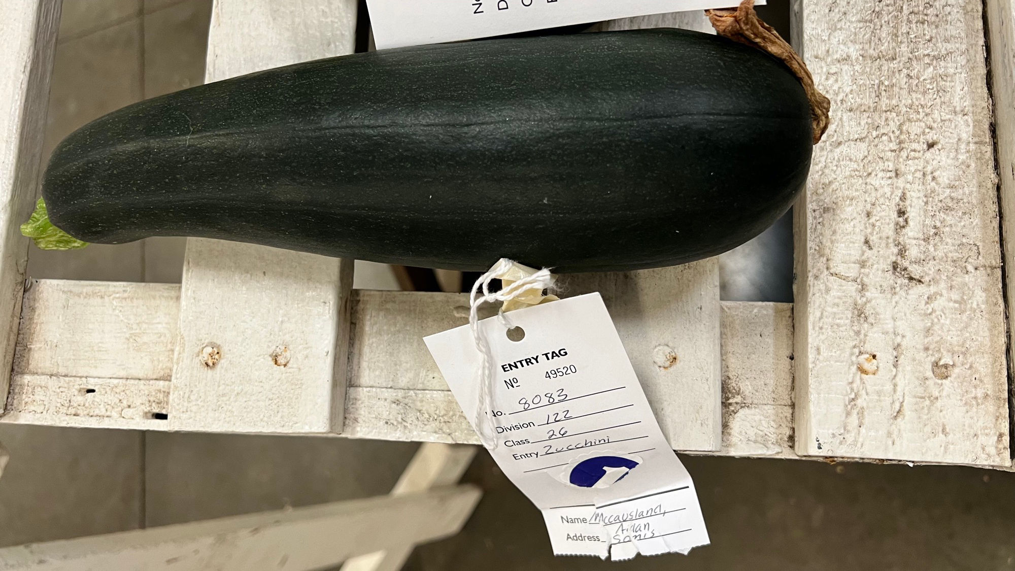 Ventura County Fair Zucchini Large Baking Size 1st Place