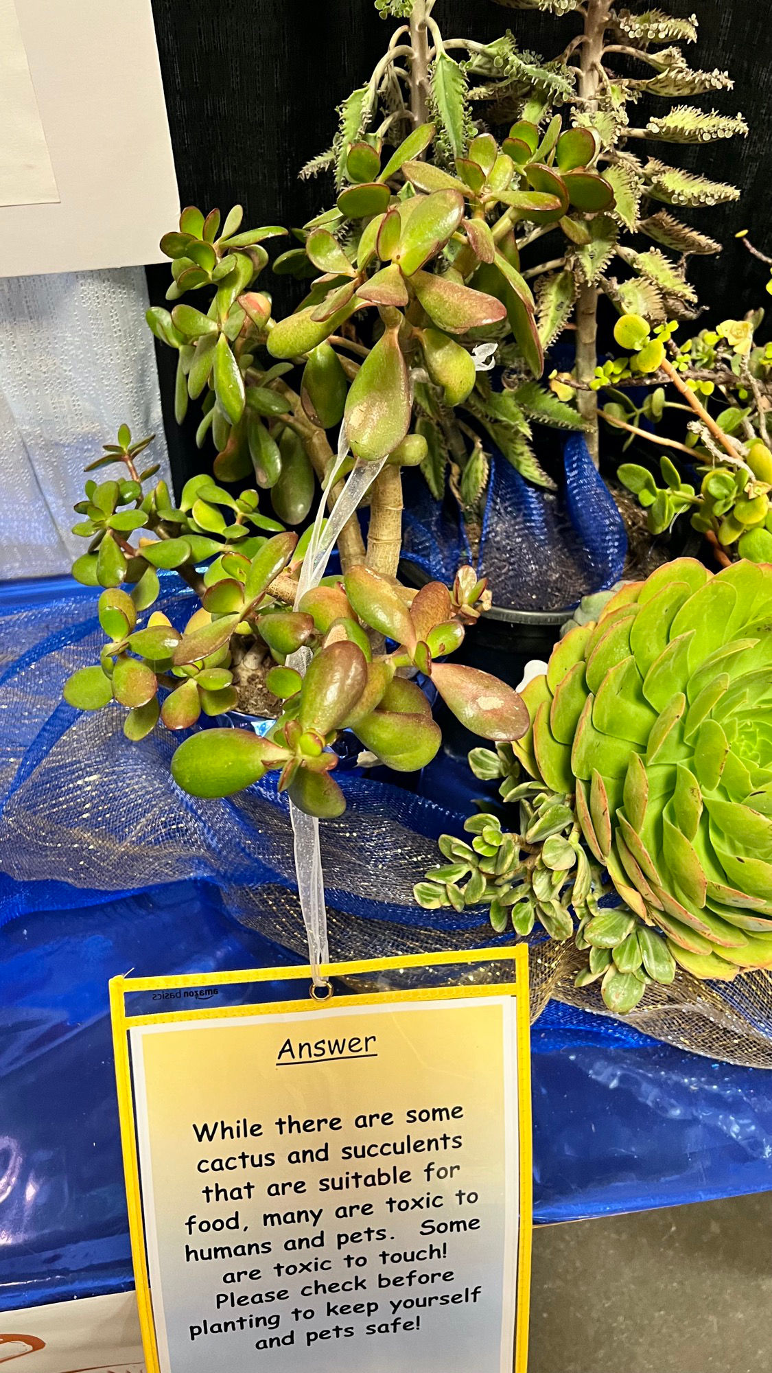 Ventura FFA Cactus and Succulents