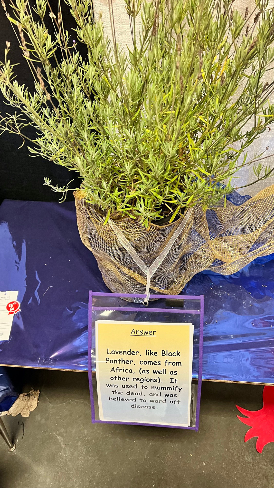 Ventura FFA Lavender Plant