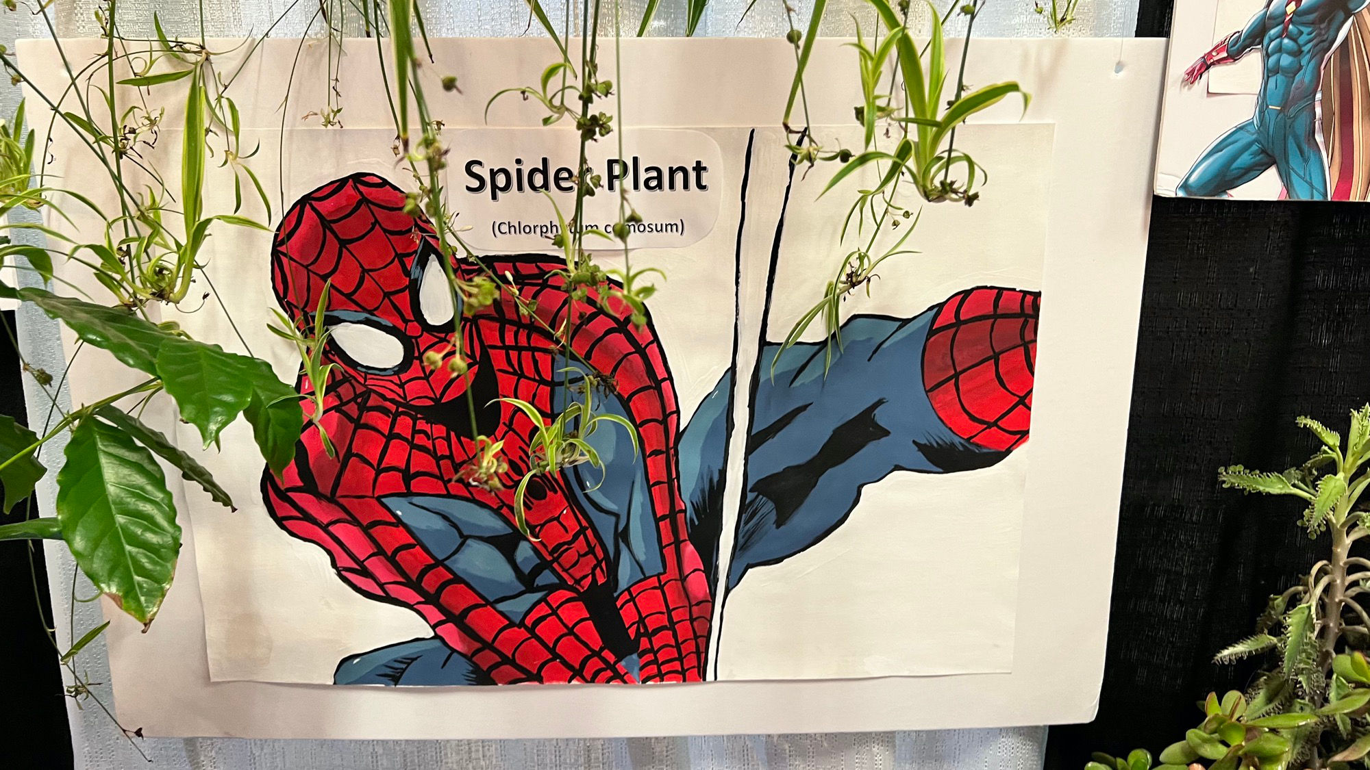 Ventura FFA Spider Plant