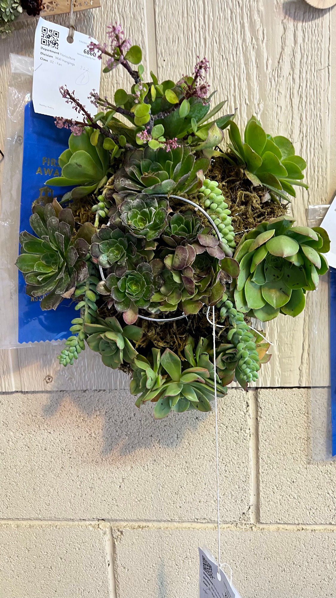 Wall Hangings Succulents