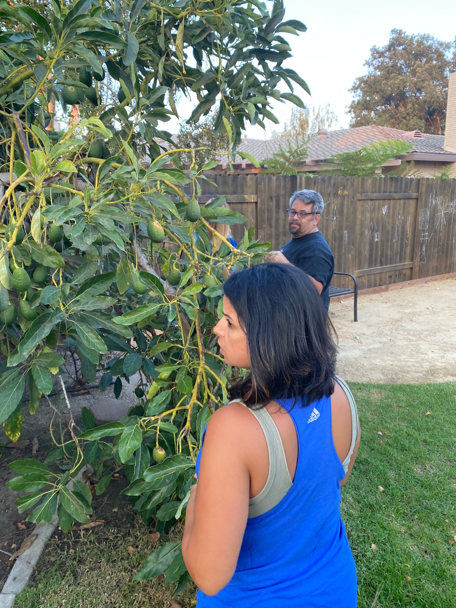 Tree Avocado Tree