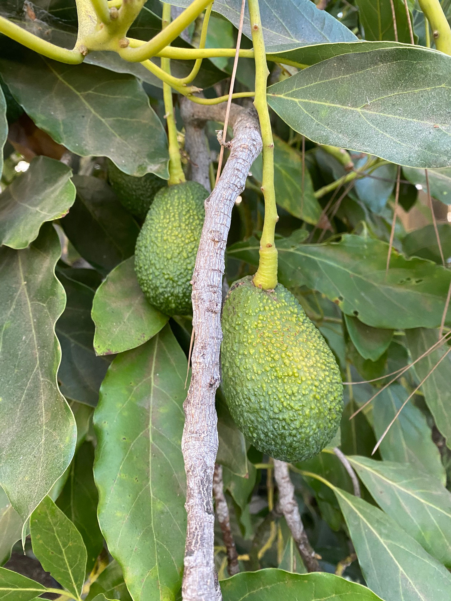 Tree Avocado Tree
