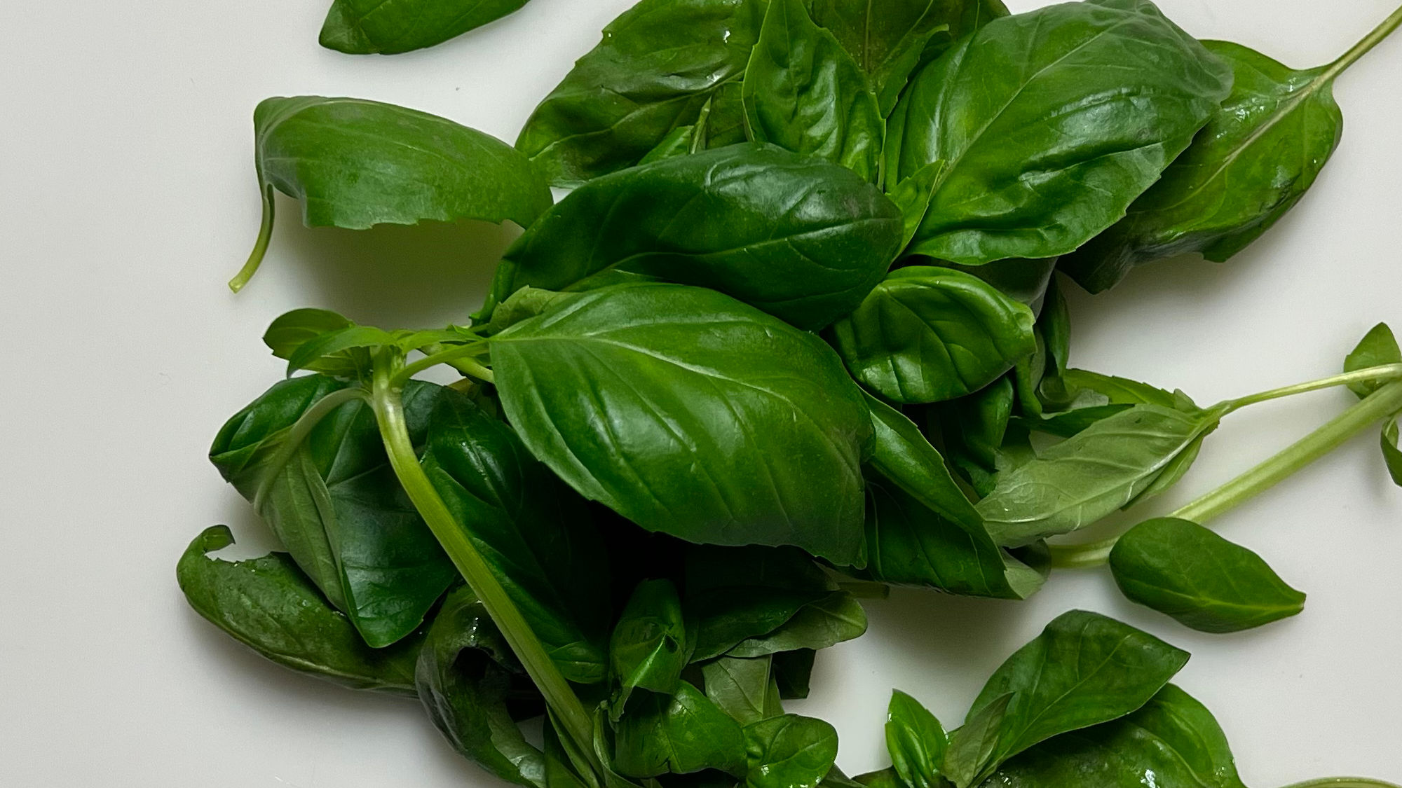 Fresh Basil