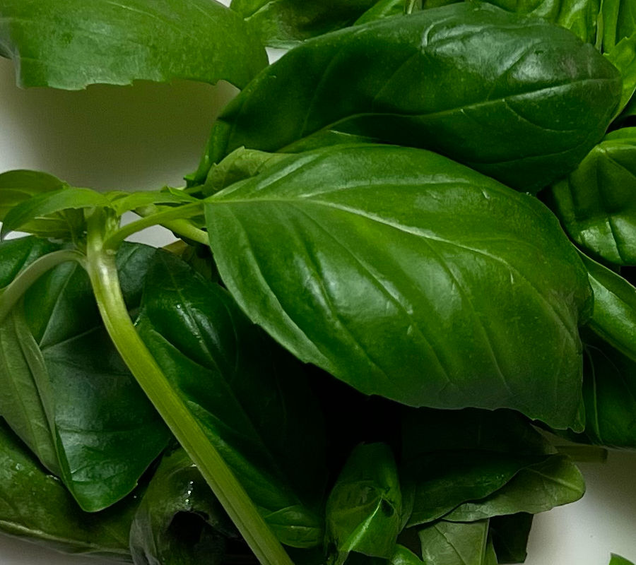 Fresh Basil