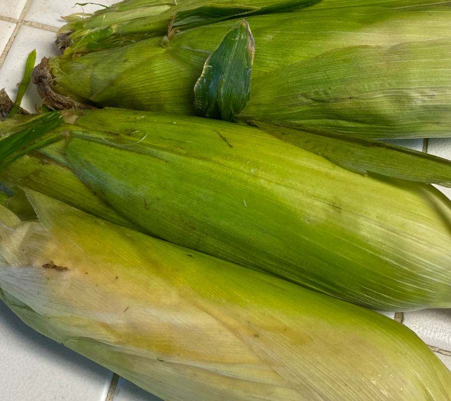 Corn