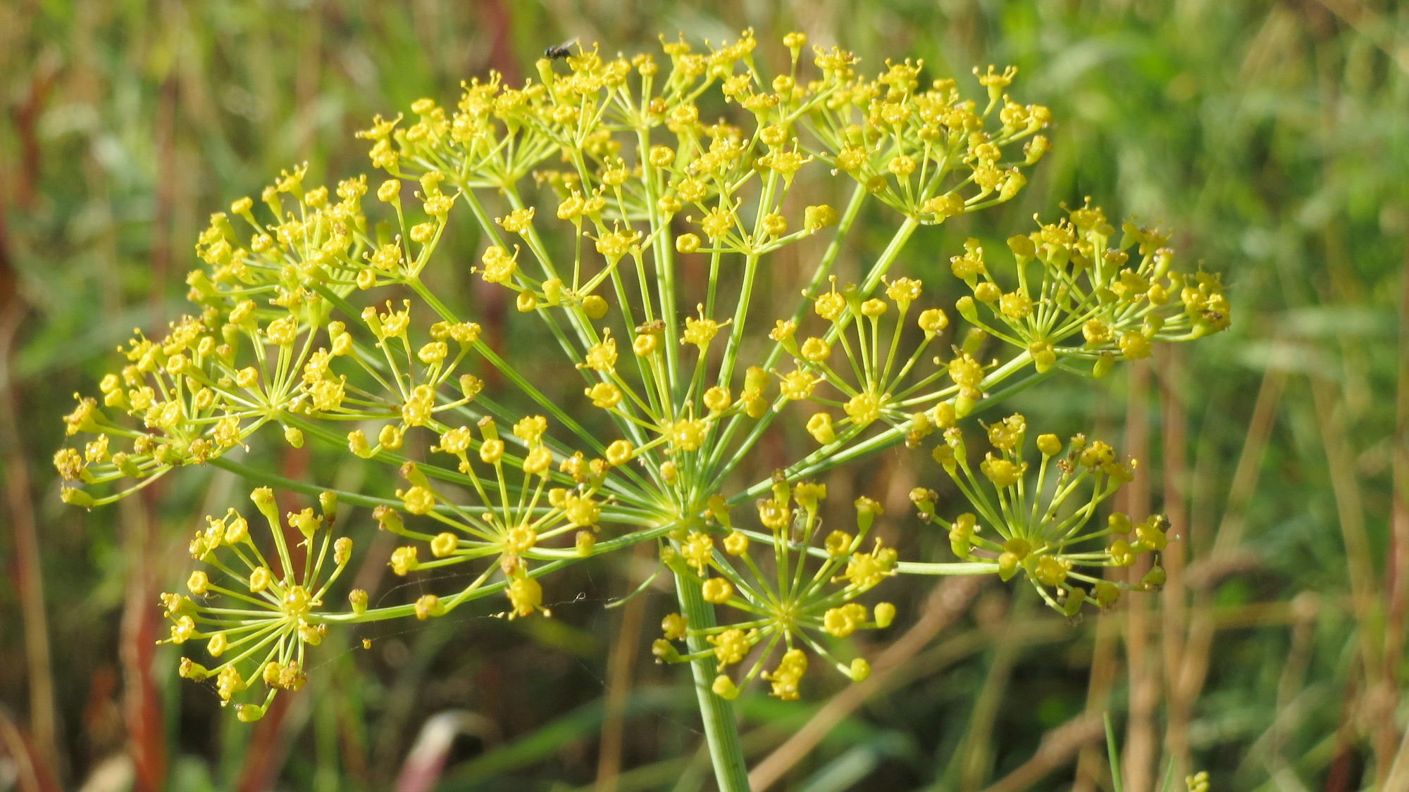 Fresh Dill