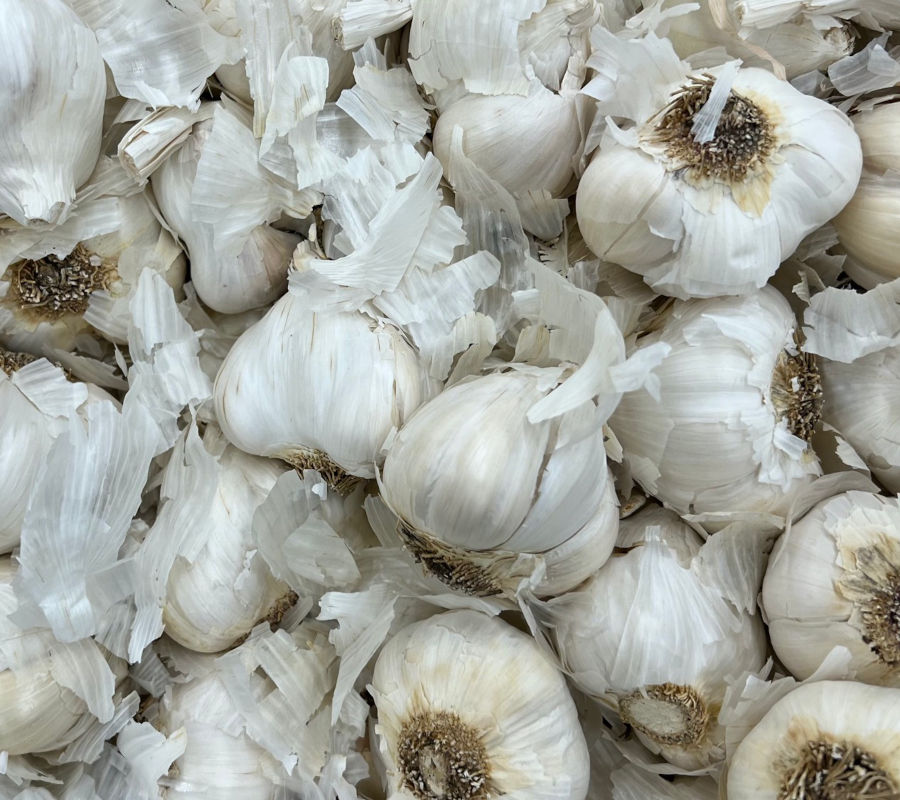 Garlic