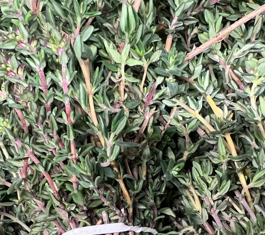 Fresh Thyme