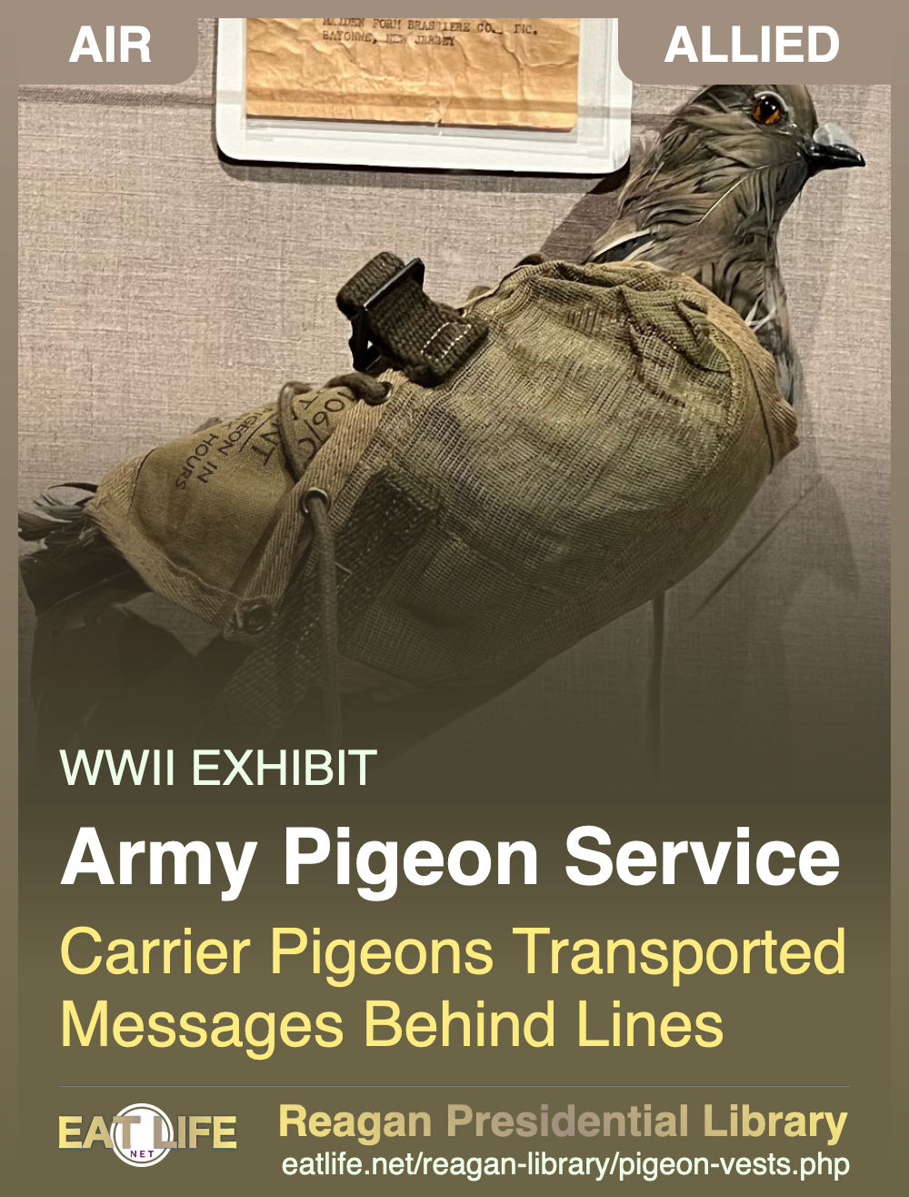 US Army Pigeon Service