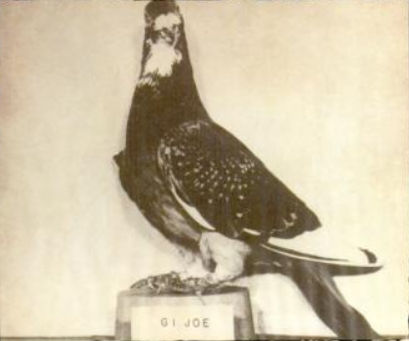 WWII Pigeon GI Joe Displayed